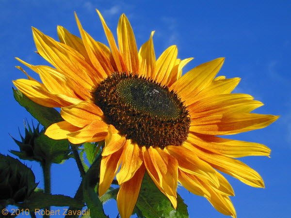 Photo of Sunflower near Glacier National Park