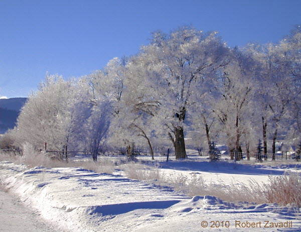 Photo of Winter Trees near Glacier National Park