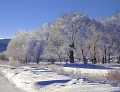 Photo of Winter Trees