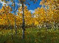 Photo of Aspen Grove in Glacier National Park