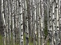 Aspens, Glacier National Park Photo of Aspens in Glacier National Park