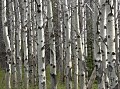 Photo of Aspens in Glacier National Park