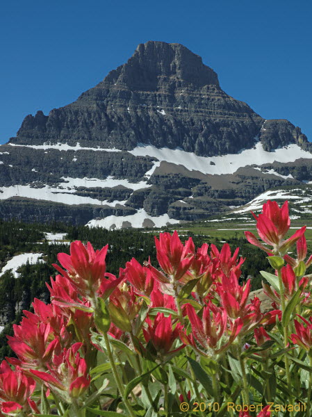 Photo of Indian Paintbrush and Mount Reynolds in Glacier National Park