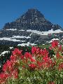 Photo of Indian Paintbrush & Mount Reynolds in Glacier National Park