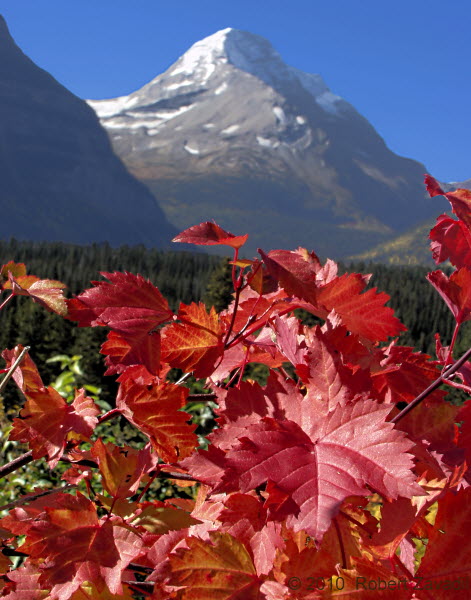 Photo of Mountain Maple and Mount Jackson in Glacier National Park