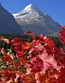 Mountain Maple and Mount Jackson Mountain Maple and Mount Jackson