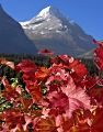 Mountain Maple and Mount Jackson