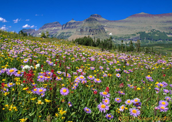 Photo of A Wildflower Summer in Glacier National Park