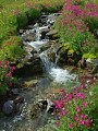 Alpine Flora, Glacier National Park Photo of Alpine Flora in Glacier National Park