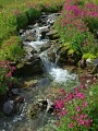 Photo of Alpine Flora in Glacier National Park