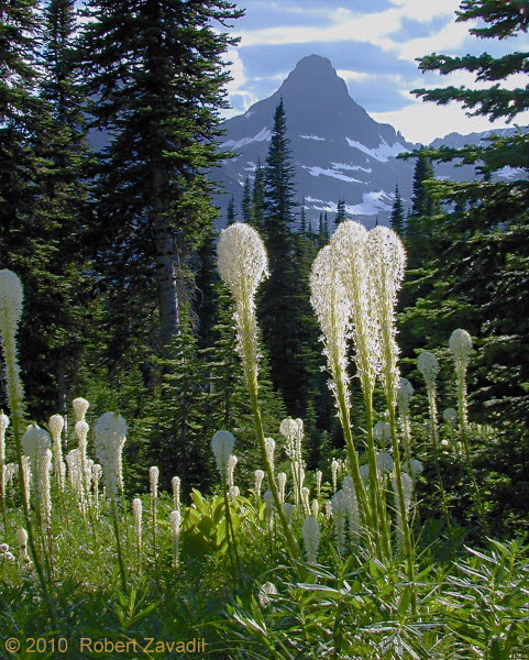 Photo of Beargrass in Glacier National Park