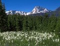 Photo of Beargrass and Mount Jackson in Glacier National Park