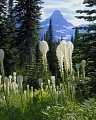 Photo of Beargrass and Mount Reynolds in Glacier Nationl Park