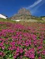 Field of Monkeyflowers, Glacier National Park Photo of Field of Monkeyflowers in Glacier National Park