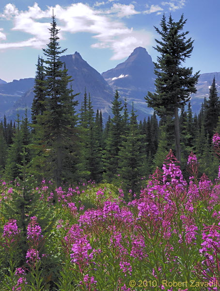 Fireweed in Glacier National Park