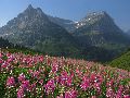 Photo of Fireweed and Birdwoman Cirque in Glacier National Park