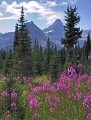 Fireweed, Glacier National Park Photo of Fireweed in Glacier National Park