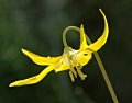 Photo of Glacier's Lily in Glacier National Park