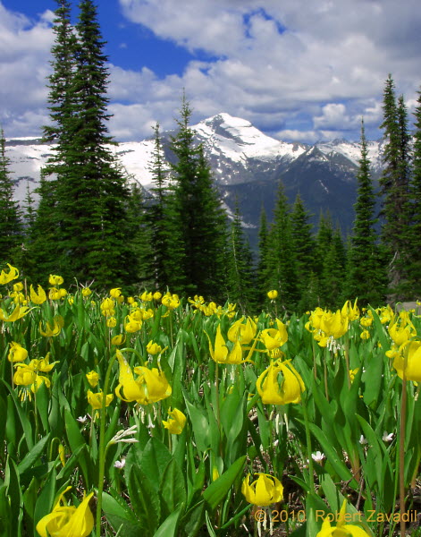 Photo of Glacier Lilies in Glacier National Park