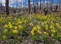 Photo of Glacier Lilies in Burn in Glacier National Park