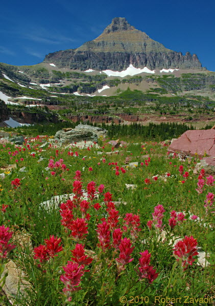 Photo of Indian Paintbrush in Glacier National Park