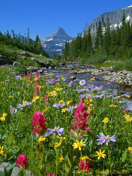 Photo of Indian Paintbrush and Friends in Glacier National Park