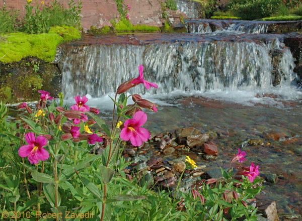 Photo of Monkeyflower and Waterfall in Glacier National Park