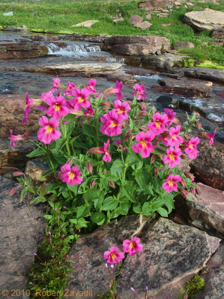 Photo of Monkeyflowers in Glacier National Park