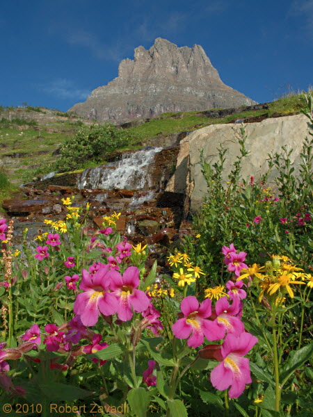 Photo of Monkeyflowers and Mount Clements in Glacier National Park