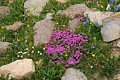Photo of Moss Campion in Glacier National Park