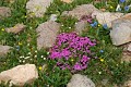 Moss Campion, Glacier National Park Photo of Moss Campion in Glacier National Park