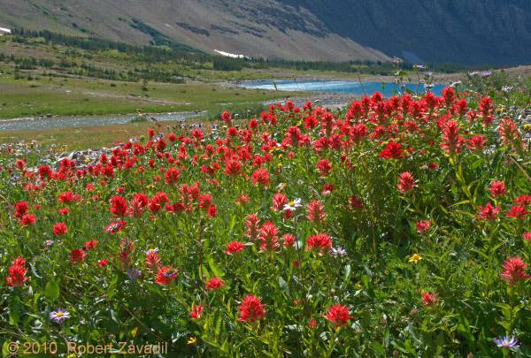 Nature's Paints in Glacier National Park