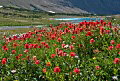 Nature's Paints, Glacier National Park Photo of Nature's Paints in Glacier National Park