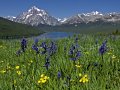 Photo of Two Medicine Camas in Glacier National Park