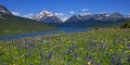 Two Medicine Wildflowers, Glacier National Park Photo of Two Medicine Wildflowers in Glacier National Park
