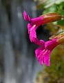 Photo of Two Monkeyflowers in Glacier National Park