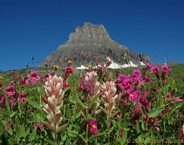 Photo of Wildflowers and Mount Clements in Glacier National Park