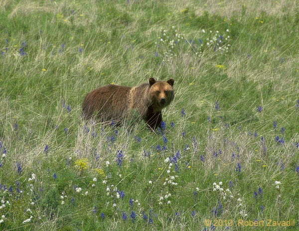 Photo of Grizzly Bear in Meadow in Glacier National Park