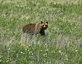 Photo of Grizzly Bear in Glacier National Park Meadow