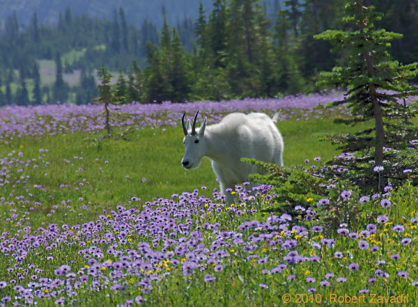 Photo of mountain goat and wildfowers in Glacier National Park