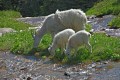 Photo of Mountain Goat Family in Glacier National Park